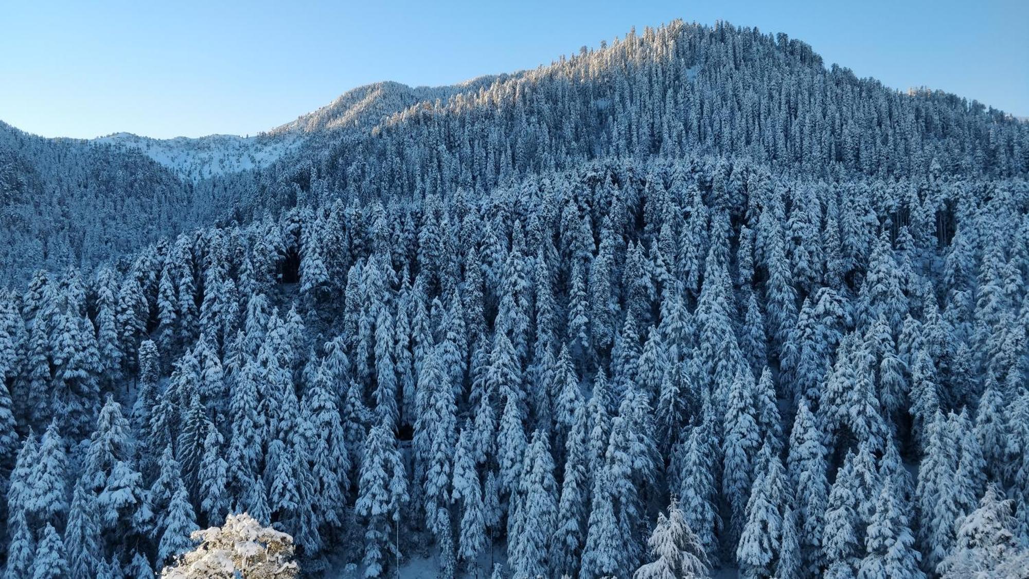 Black Bear Cottage Khajjiar Экстерьер фото